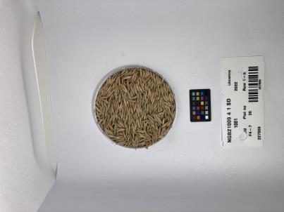 Click for 1 image(s) for this accession. SEED